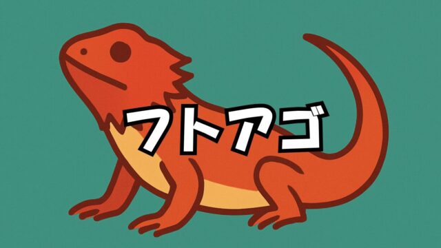 フトアゴヒゲトカゲ
